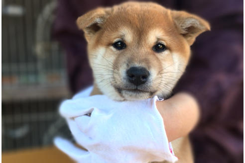 成約済の山梨県の柴犬-43066の4枚目