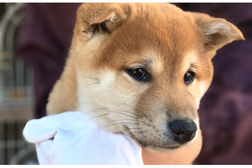 成約済の山梨県の柴犬-43066の3枚目