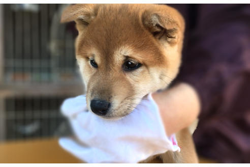 成約済の山梨県の柴犬-43066の2枚目