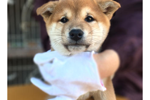 成約済の山梨県の柴犬-43066の1枚目