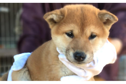 成約済の山梨県の柴犬-43067の4枚目