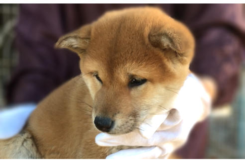 成約済の山梨県の柴犬-43067の3枚目