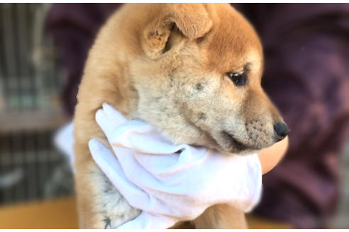 成約済の山梨県の柴犬-43067の2枚目