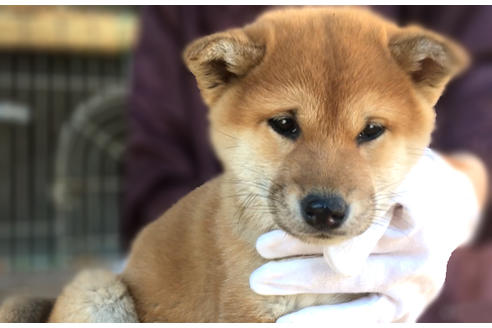 成約済の山梨県の柴犬-43067の1枚目