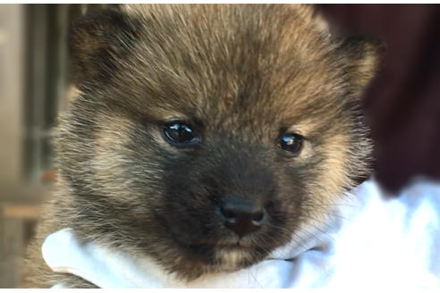 成約済の山梨県の柴犬-43065の4枚目
