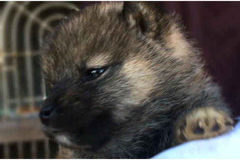 成約済の山梨県の柴犬-43065の2枚目