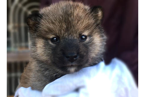 成約済の山梨県の柴犬-43065の1枚目