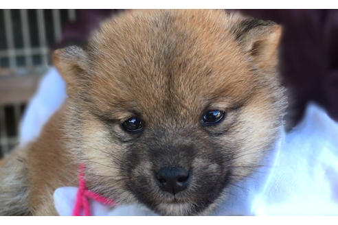 成約済の山梨県の柴犬-43064の4枚目