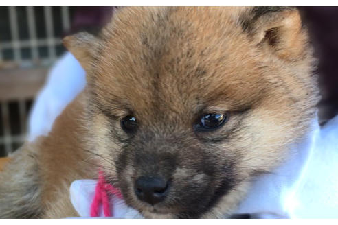 成約済の山梨県の柴犬-43064の3枚目