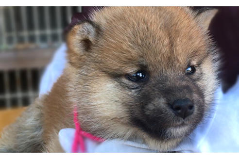 成約済の山梨県の柴犬-43064の2枚目