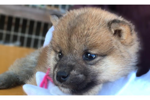 成約済の山梨県の柴犬-43064の1枚目
