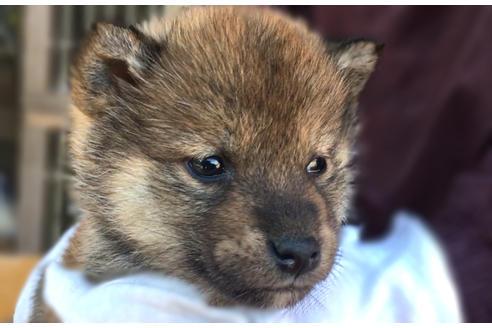 成約済の山梨県の柴犬-43063の3枚目