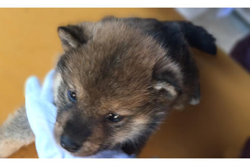 成約済の山梨県の柴犬-43063の2枚目