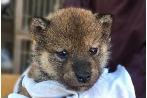 成約済の山梨県の柴犬-43063の1枚目