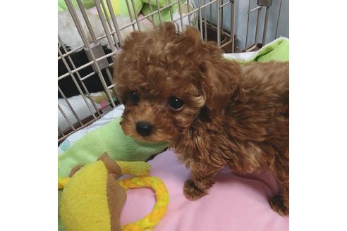 成約済の福岡県のティーカッププードル-43485の4枚目