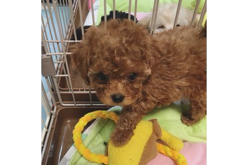 成約済の福岡県のティーカッププードル-43485の3枚目
