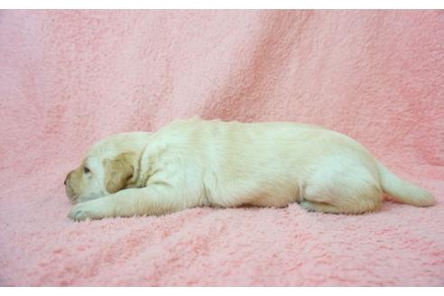 成約済の奈良県のラブラドールレトリーバー-43488の1枚目
