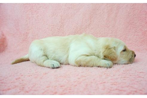成約済の奈良県のラブラドールレトリーバー-43488の2枚目