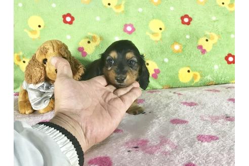 成約済の兵庫県のミニチュアダックスフンド-43103の3枚目