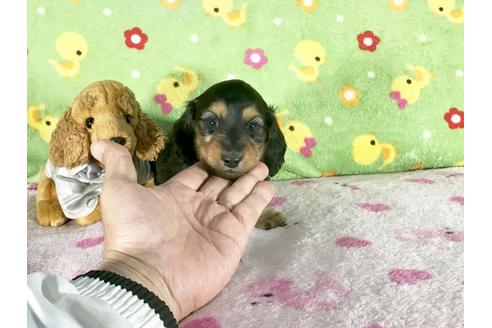 成約済の兵庫県のミニチュアダックスフンド-43103の4枚目