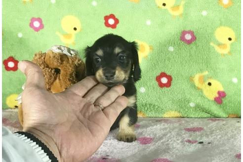 成約済の兵庫県のミニチュアダックスフンド-43490の3枚目