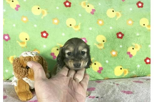 成約済の兵庫県のミニチュアダックスフンド-43492の3枚目