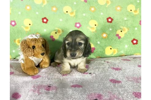 成約済の兵庫県のミニチュアダックスフンド-43492の4枚目