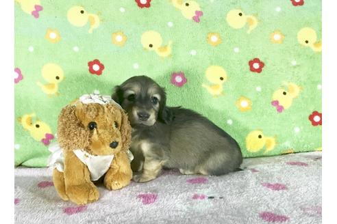 成約済の兵庫県のミニチュアダックスフンド-43492の1枚目