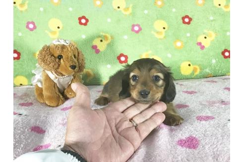 成約済の兵庫県のカニンヘンダックスフンド-43493の4枚目