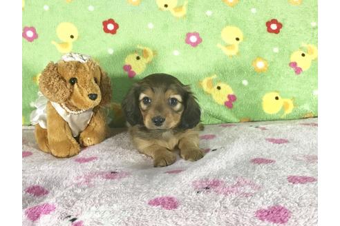 成約済の兵庫県のカニンヘンダックスフンド-43493の1枚目