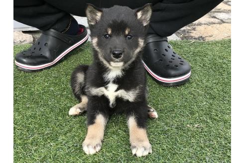 成約済の長崎県の柴犬-41845の4枚目