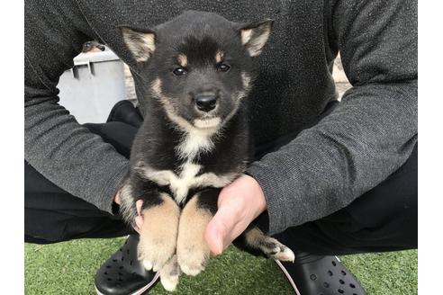 成約済の長崎県の柴犬-41845の1枚目