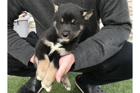 成約済の長崎県の柴犬-41845の2枚目