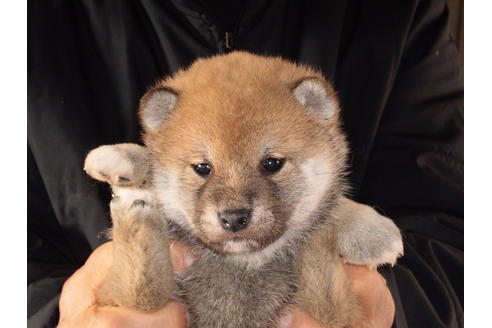 成約済の三重県の柴犬-42925の2枚目