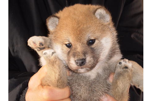 成約済の三重県の柴犬-42925の1枚目