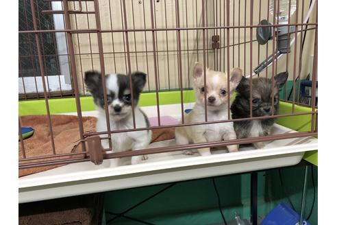 成約済の東京都のミックス犬-43512の1枚目