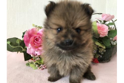 成約済の大阪府のポメラニアン-43523の1枚目