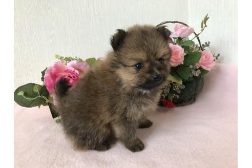 成約済の大阪府のポメラニアン-43523の2枚目