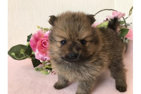 成約済の大阪府のポメラニアン-43523の3枚目