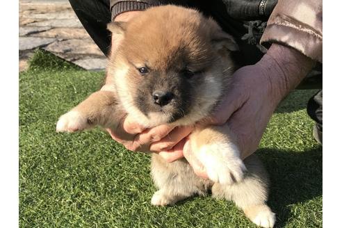 成約済の長崎県の柴犬-43525の5枚目