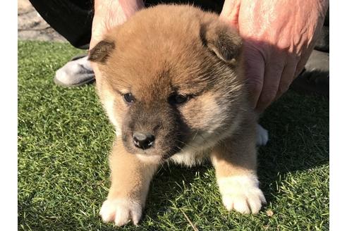 成約済の長崎県の柴犬-43525の3枚目