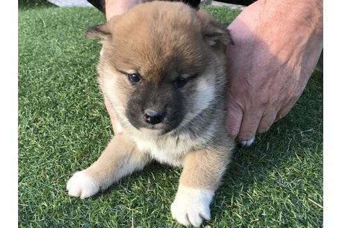 成約済の長崎県の柴犬-43525の4枚目