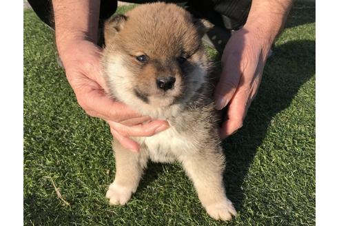 成約済の長崎県の柴犬-43526の4枚目
