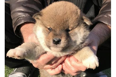 成約済の長崎県の柴犬-43526の5枚目