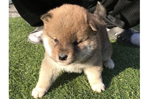 成約済の長崎県の柴犬-43526の1枚目