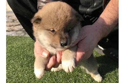 成約済の長崎県の柴犬-43526の3枚目