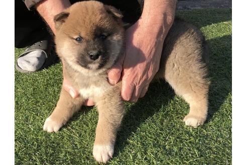 成約済の長崎県の柴犬-43527の2枚目