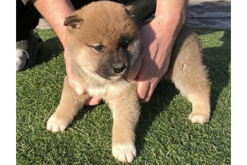 成約済の長崎県の柴犬-43527の3枚目