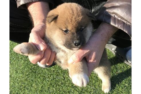 成約済の長崎県の柴犬-43527の4枚目