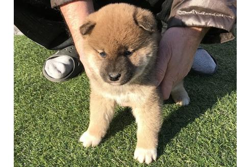 成約済の長崎県の柴犬-43527の5枚目